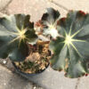 Begonia Jungle Black