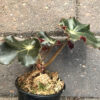 Begonia Jungle Black