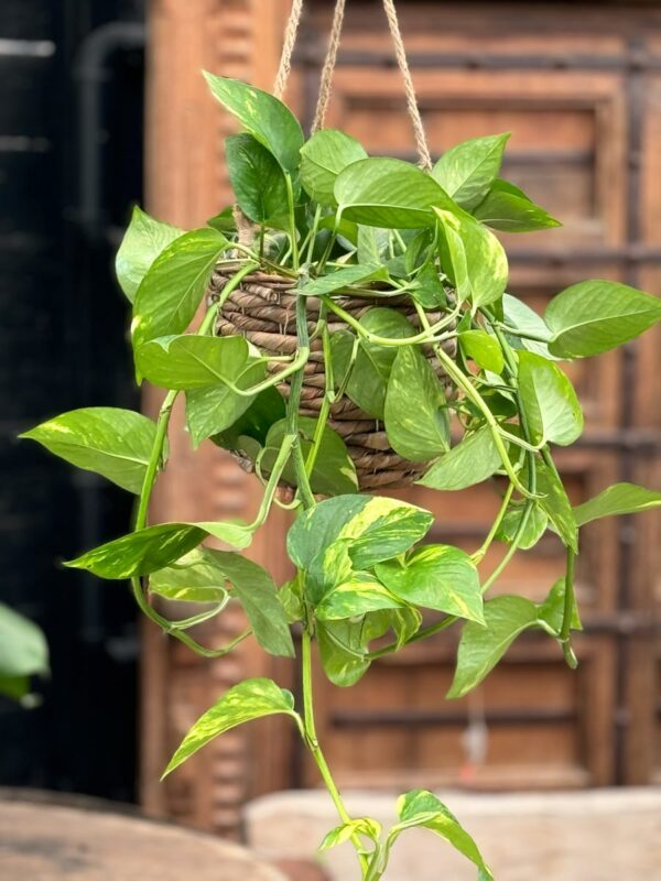 Epiprenum aureum, större vuxen planta