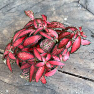 Fittonia albivenis 'Forest Flame', blad