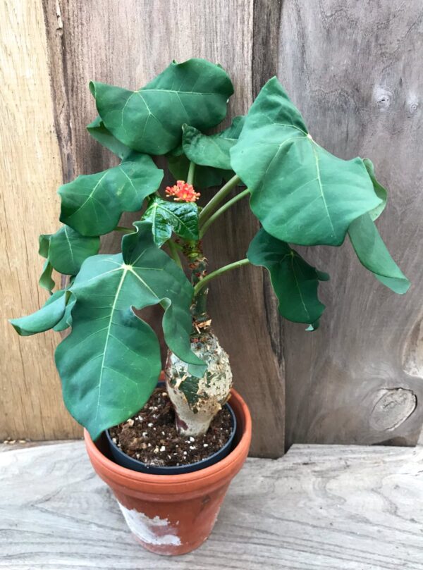 Jatropha podagrica, planta