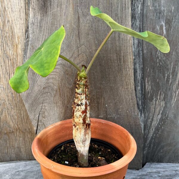 Jatropha podagrica, mindre vuxen planta