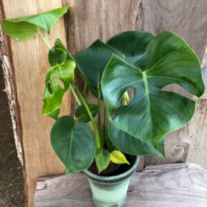 Monstera deliciosa, vuxen planta