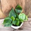 Philodendron hederaceum, ung planta
