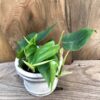 Philodendron hederaceum, ung planta