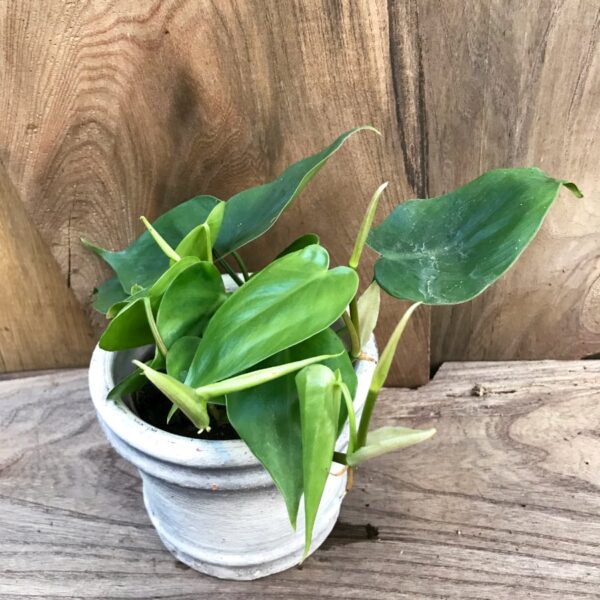 Philodendron hederaceum, ung planta