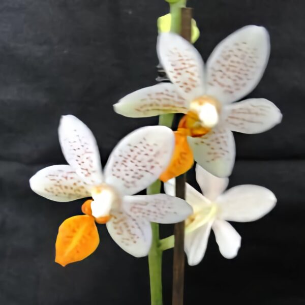 Phalaenopsis Mini Mark 'Maria Theresa' AM/AOS, blommor