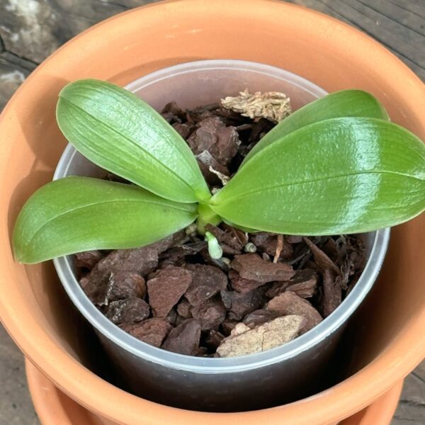 Phalaenopsis bellina, ung planta