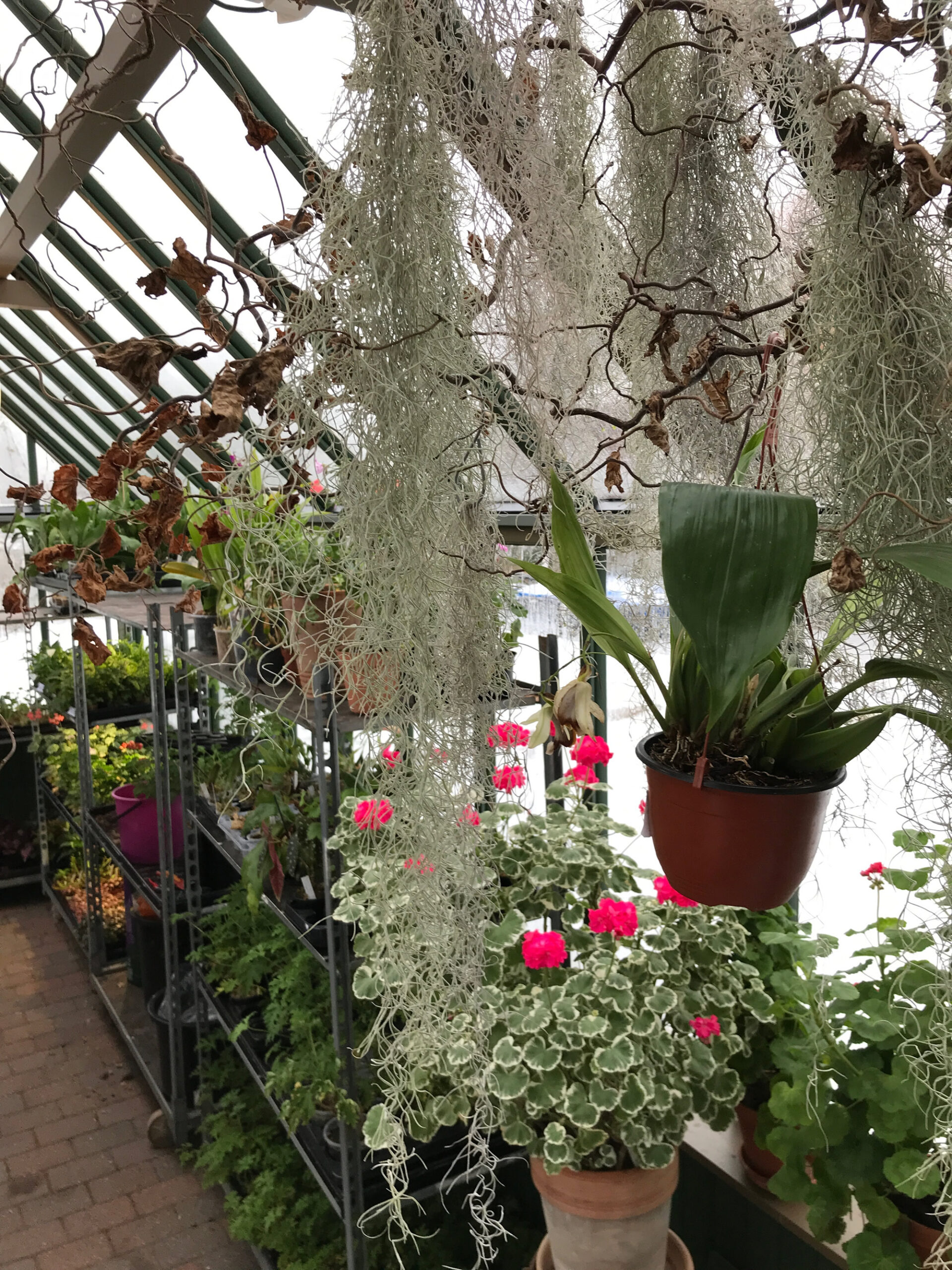 Inne i växthuset med Tillandsia, Pelargoner och Orkidéer