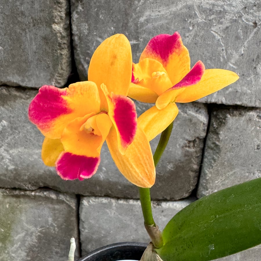 Cattleya hybrid, gul med röda markeringar, blommor