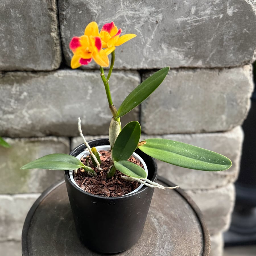 Cattleya hybrid, gul med röda markeringar, i blom