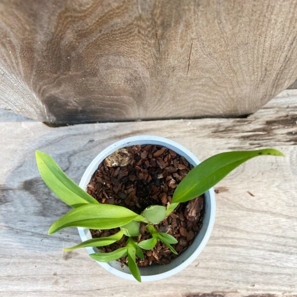 Oncidium Tiny Twinkle, planta uppifrån
