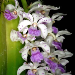 Rhynchostylis gigantea, pink lip