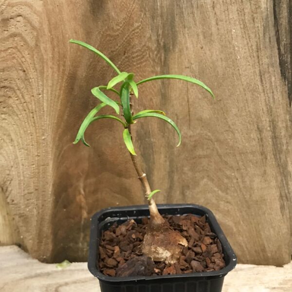 Hydnophytum puffii, ung planta