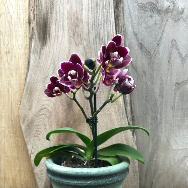 Phalaenopsis Little Black Pearl, 1 stängel