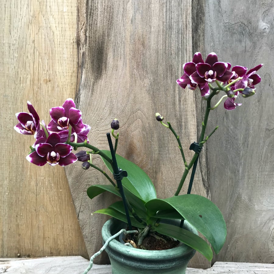 Phalaenopsis Little Black Pearl, 2 stänglar