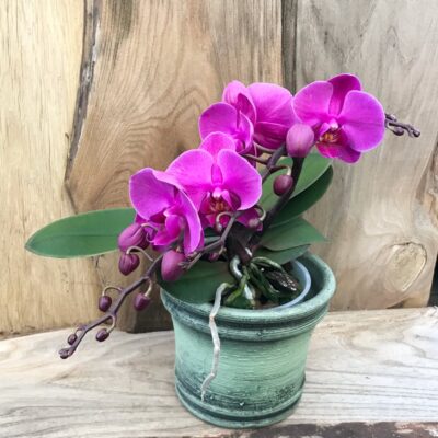 Phalaenopsis Geisha 'Dark Pink'