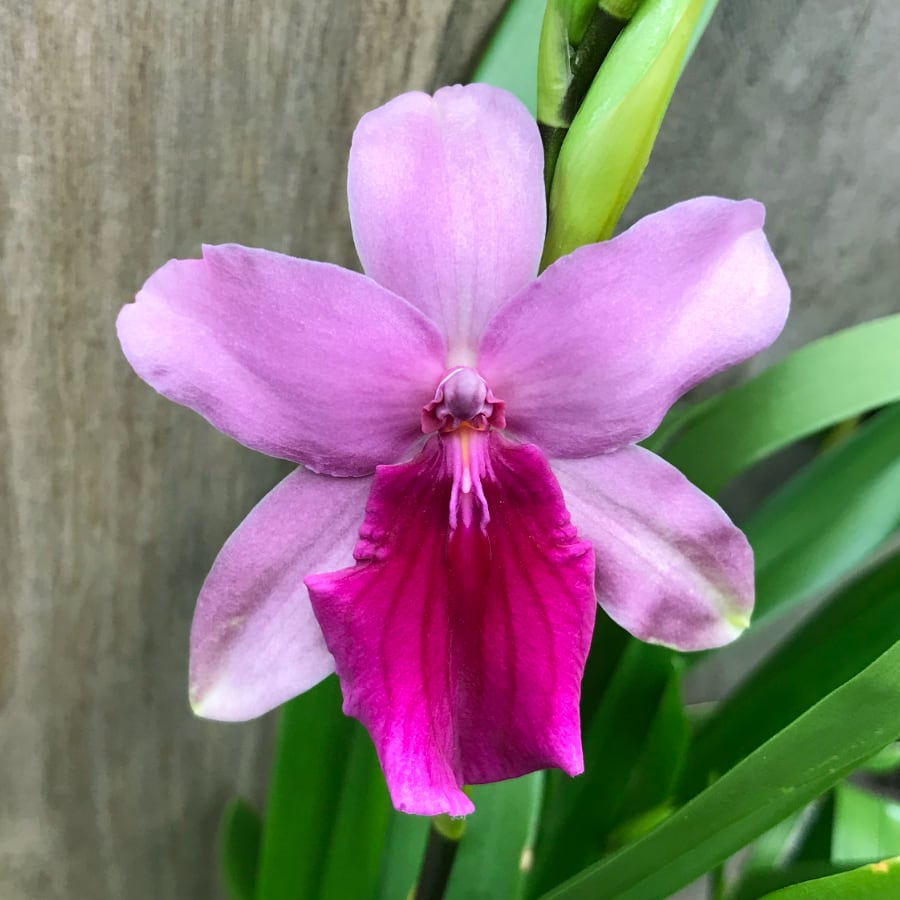 Miltonia Honolulu 'Dark Lip', blomma