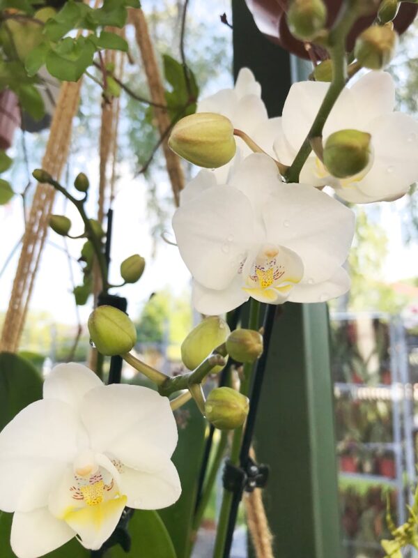 Phalaenopsis Pisco