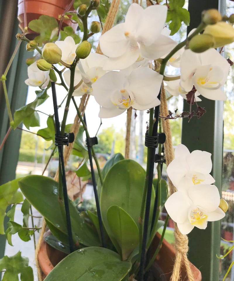 Phalaenopsis Pisco
