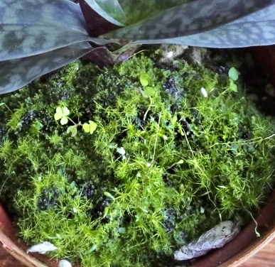 Paphiopedilum planterad i GreenMix, med mycket mossa växande på substratet
