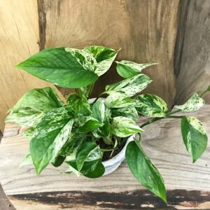 Epipremnum aureum 'Marble Queen'