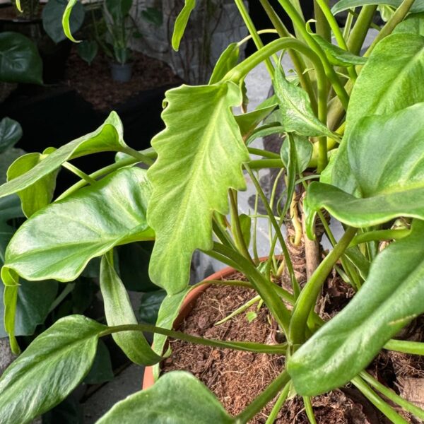 Philodendron xanadu, blad