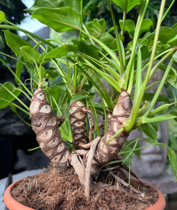 Philodendron xanadu, stammar