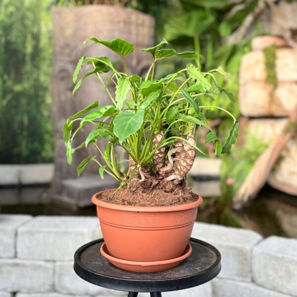 Philodendron xanadu, större ung planta