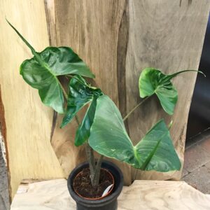 Alocasia macrorrhizos 'Stingray'