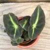 Begonia listada