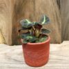 Begonia listada