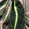 Begonia listada, blad