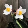 Begonia listada, blommor