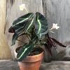 Begonia listada, vuxen planta