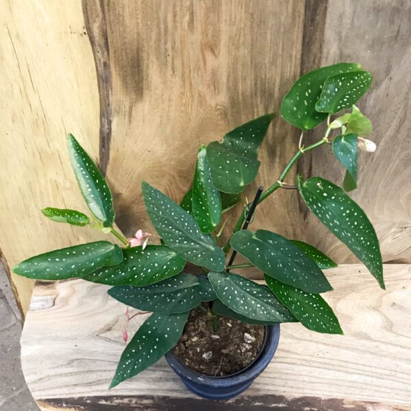 Begonia x albopicta, vuxen planta