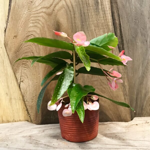 Begonia × albopicta, ung planta