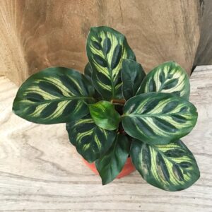 Calathea makoyana