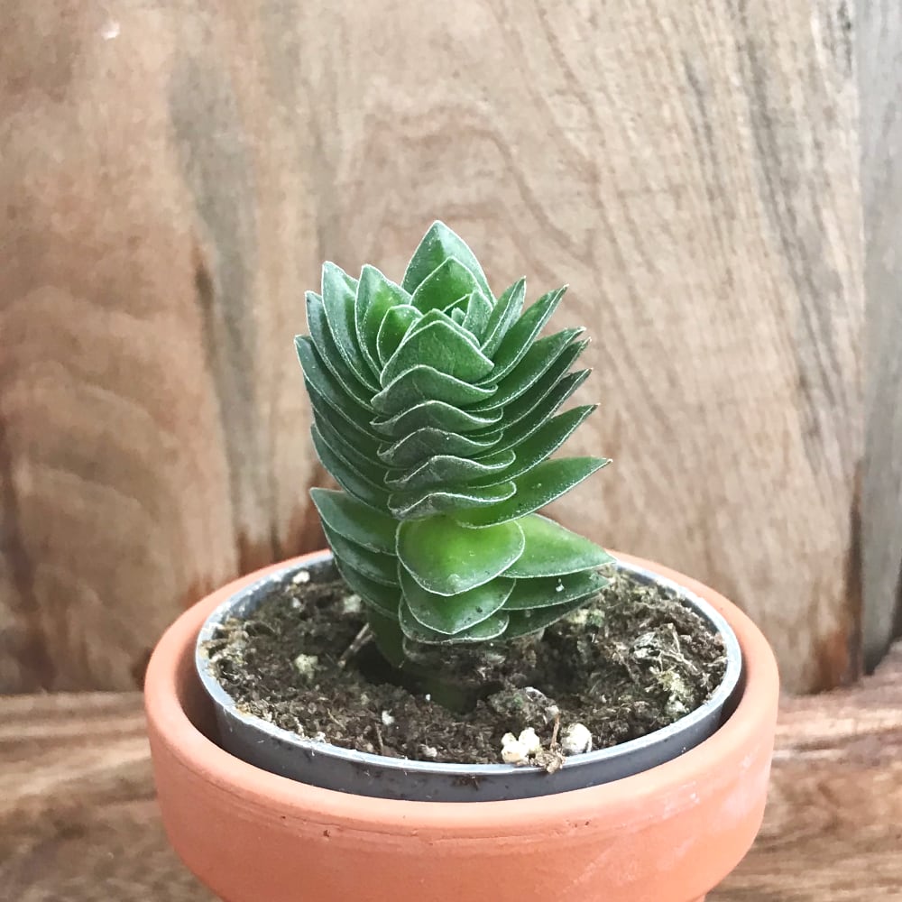 Crassula Buddha's Temple Crassula Buddha's Temple