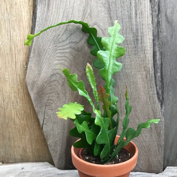 Disocactus anguliger, större ung planta