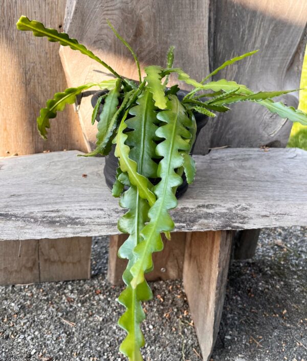 Disocactus anguliger, större vuxen planta