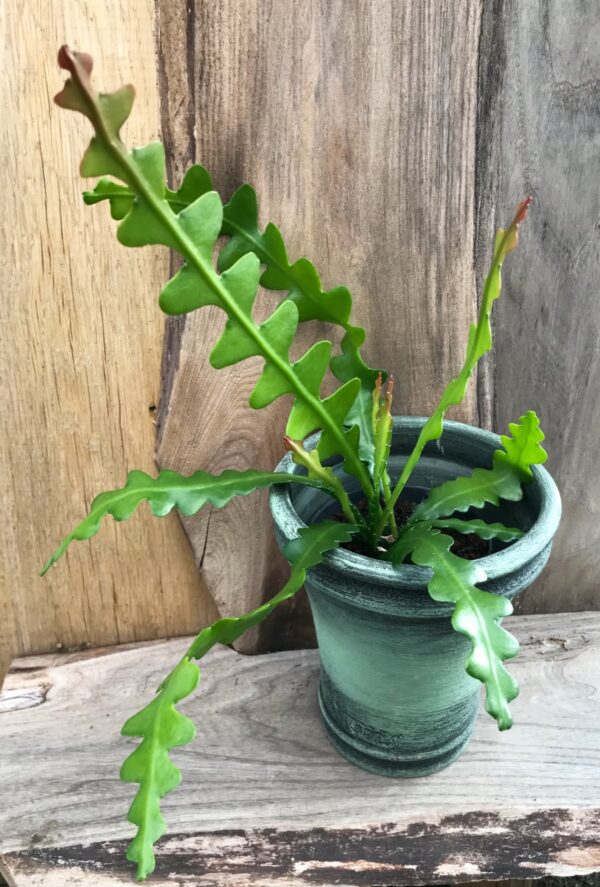 Disocactus anguliger, vuxen planta