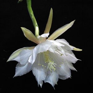 Epiphyllum anguliger av Emma Lindahl