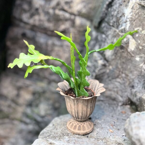 Epiphyllum anguliger, ung planta