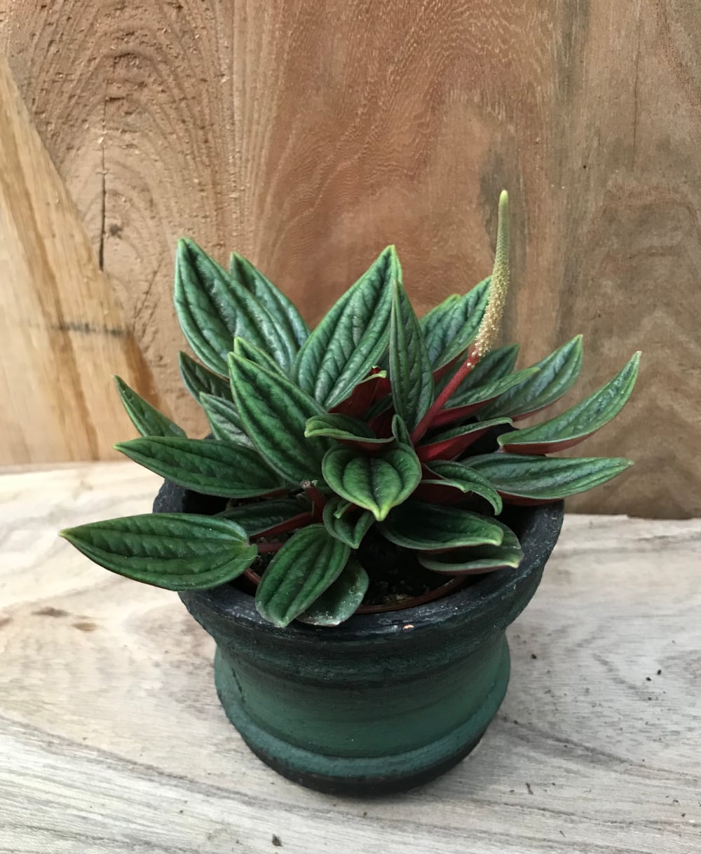 Peperomia caperata 'Brasilia' Peperomia caperata 'Brasilia'