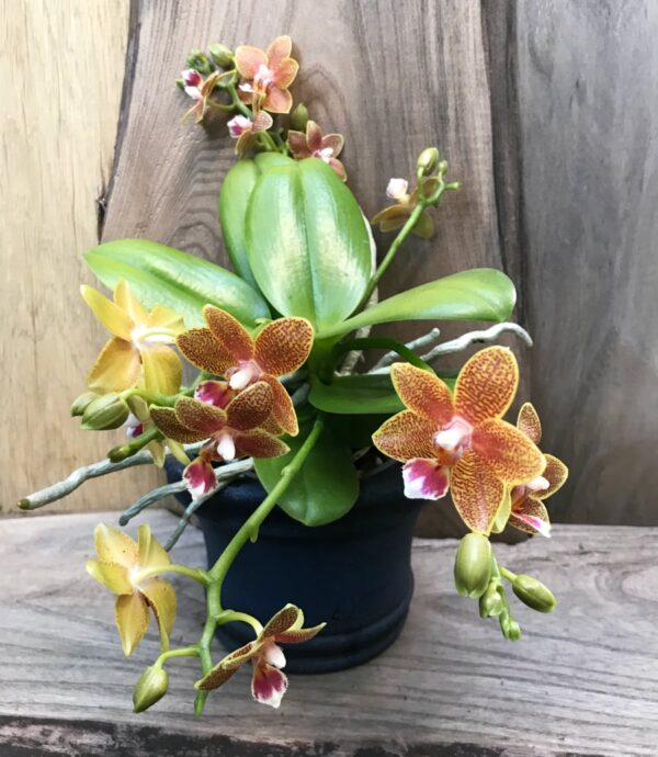 Phalaenopsis Table Masterpiece, 3-5 stänglar
