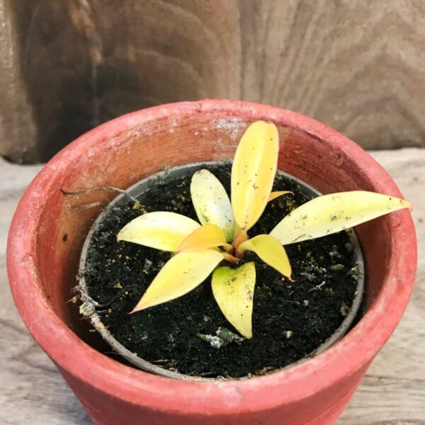 Philodendron Prince of Orange, ung planta
