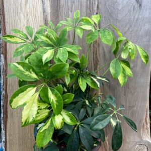 Schefflera arboricola 'Gerda'