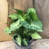 Syngonium podophyllum 'Arrow'