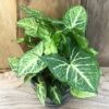 Syngonium podophyllum 'Arrow'
